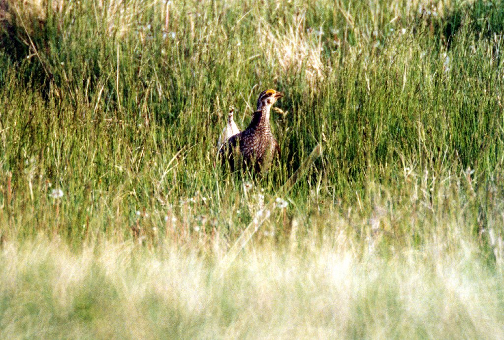 Grouse, Sharp-tailed, 1999-05 near Rapid City SD, B07P02I01.jpg - Sharp-tailed Grouse